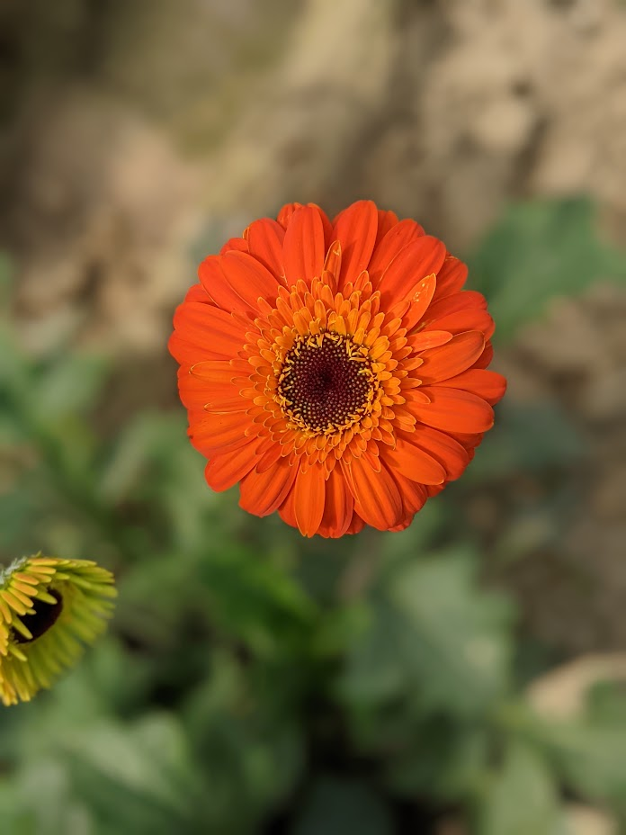 শ্যামকুড় Flowers